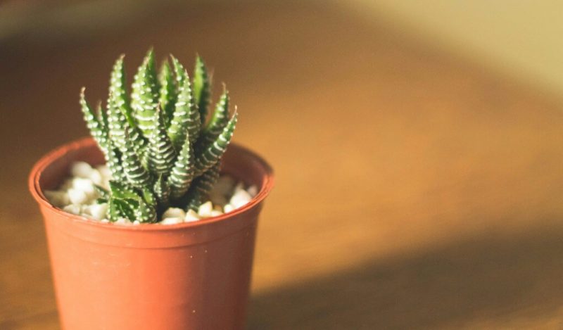 plastik-saksi-ozellikleri