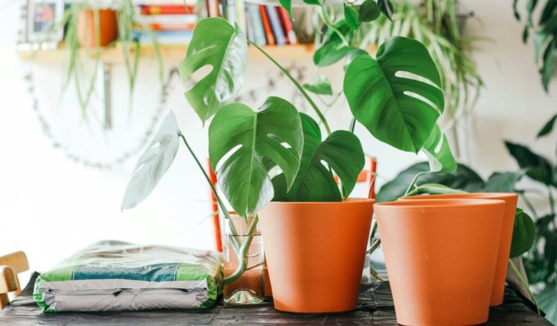 saksi-secerken-dikkat-edilmesi-gerekenler