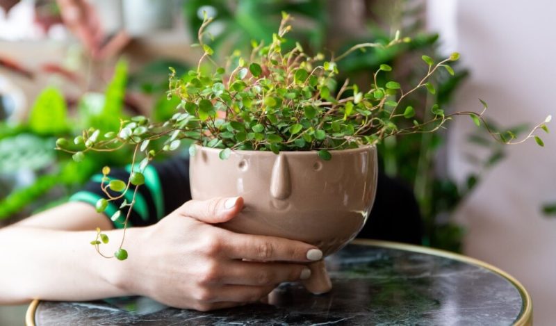 seramik-saksi-ozellikleri-nelerdir