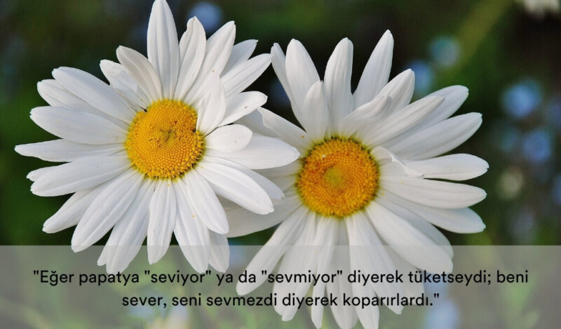 anlamli-papatya-sozleri