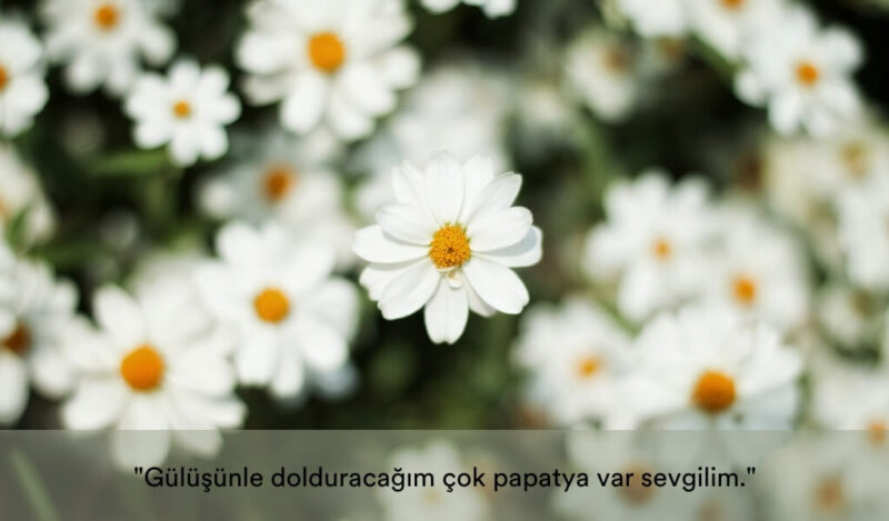 duygusal-papatya-sozleri