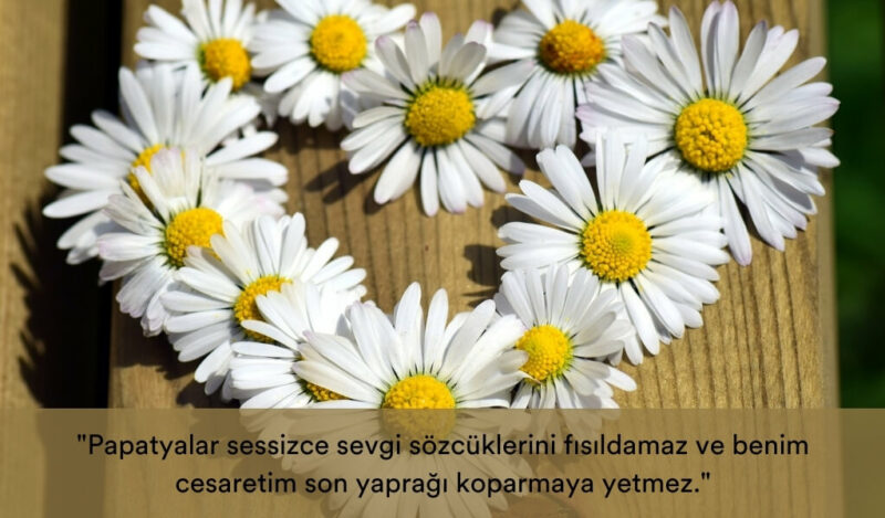papatya-ile-ilgili-en-guzel-sozler-sevgiliye-papatya-sozleri