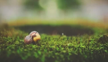 falda-salyangoz-gormek