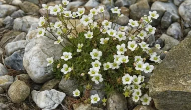 zorluklarla-ilgili-sozler