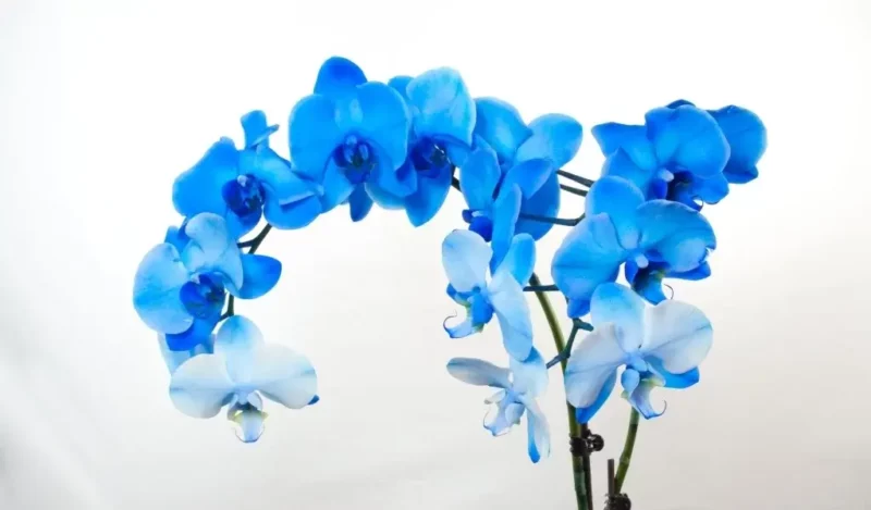 mavi-orkide