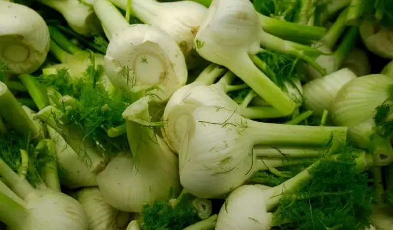 rezene-cayi-hangi-siklikla-icilmeli