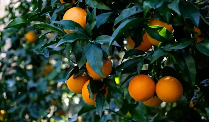 seker-portakali-ozeti