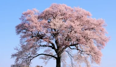 ağaç çiçek türleri