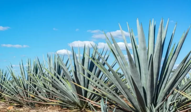 agave