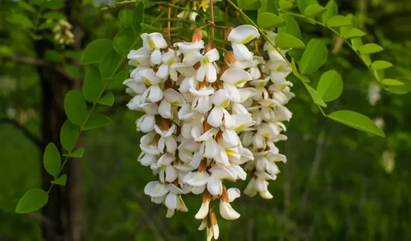 akasya