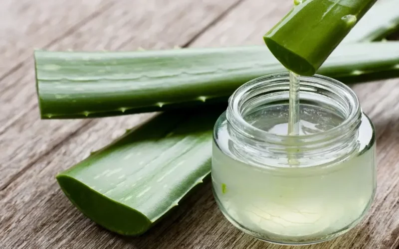 aloe vera çiçeği bakımı