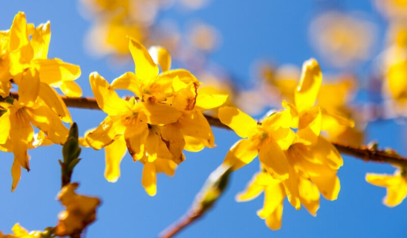 altın çan çiçeği