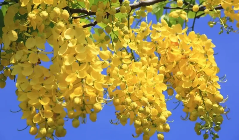 altın yağmur ağacı