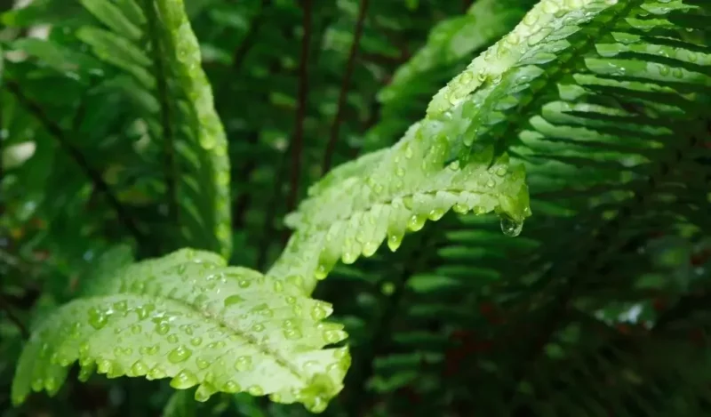 aşk merdiveni çiçeği anlamı