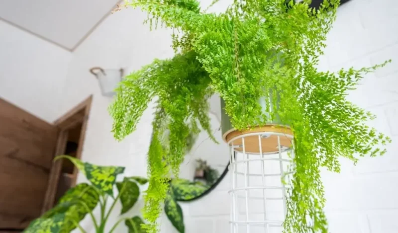 aşk merdiveni çiçeği bakımı nasıl yapılır