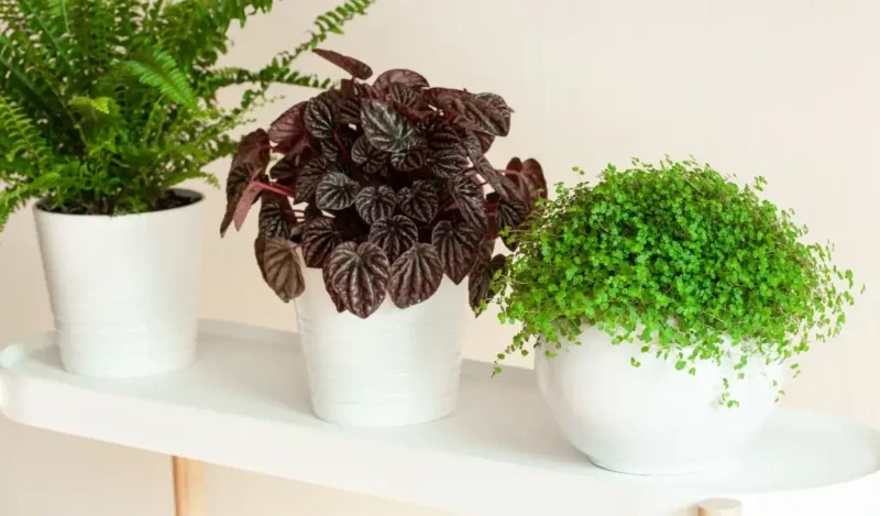 aşk merdiveni çiçeği evde yetişir mi