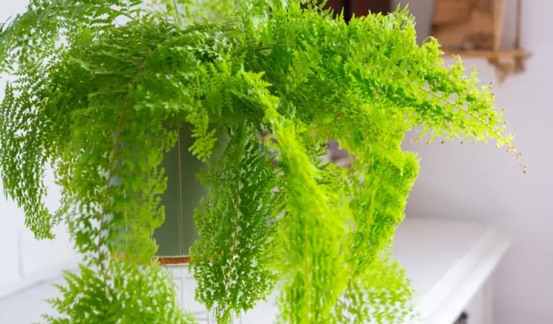 aşk merdiveni çiçeği kaç günde bir sulanır