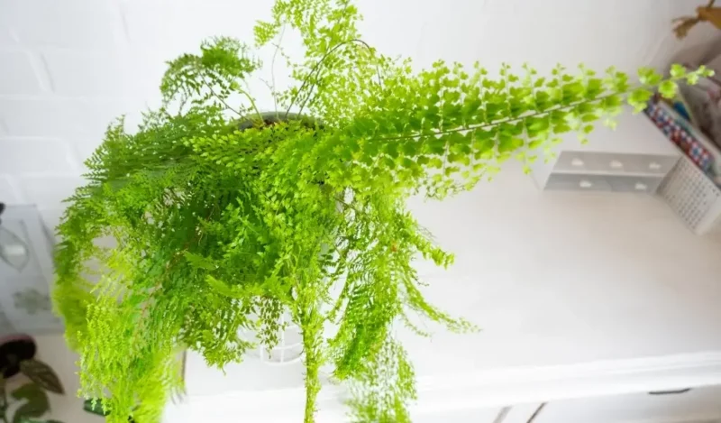 aşk merdiveni çiçeği nasıl çoğaltılır