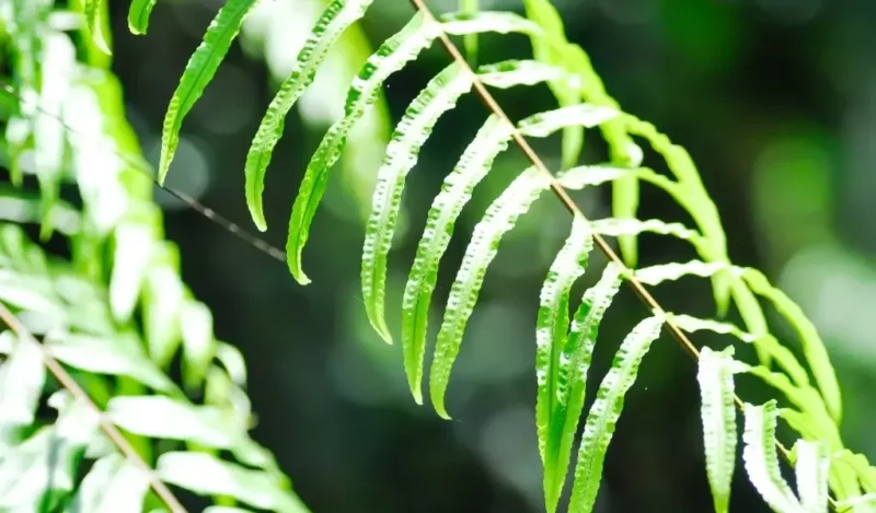 aşk merdiveni çiçeği nedir