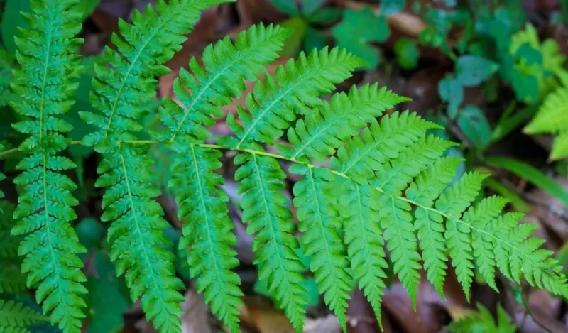 aşk merdiveni çiçeği özellikleri