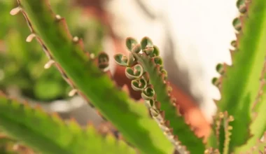 askin gozyasi cicegi bakimi