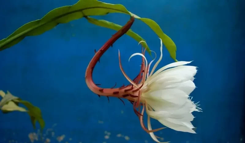 atlas çiçeği anlamı