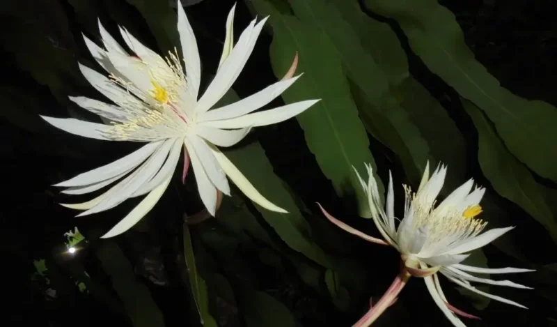 atlas çiçeği bakımı nasıl yapılır