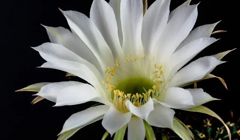 atlas çiçeği evde yetişir mi