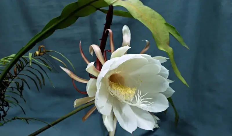 atlas çiçeği kaç günde bir sulanır