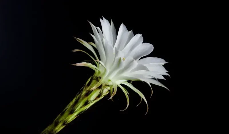 atlas çiçeği nasıl çoğaltılır