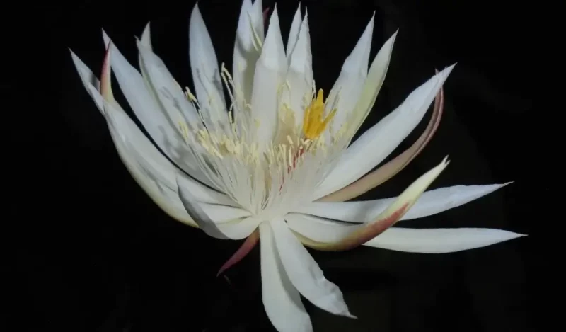 atlas çiçeği nedir