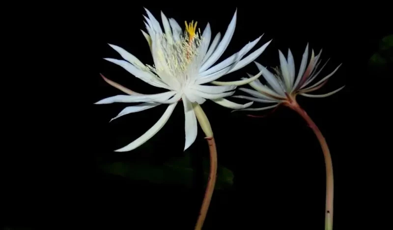 atlas çiçeği özellikleri