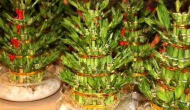 bambu çiçeği bakımı