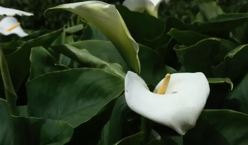 barış çiçeği nasıl çoğaltılır