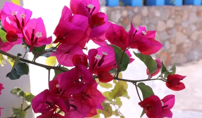 begonvil çiçeği anlamı