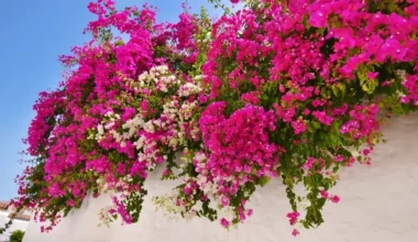 begonvil çiçeği bakımı