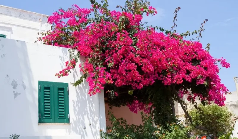 begonvil çiçeği bakımı nasıl yapılır