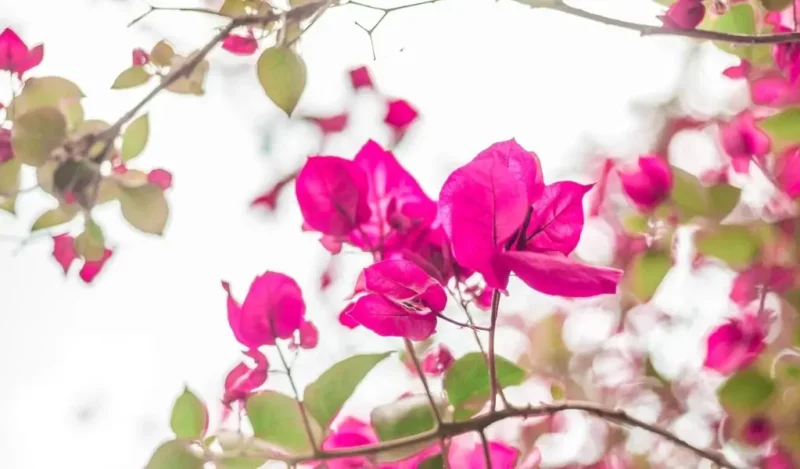 begonvil çiçeği evde yetişir mi