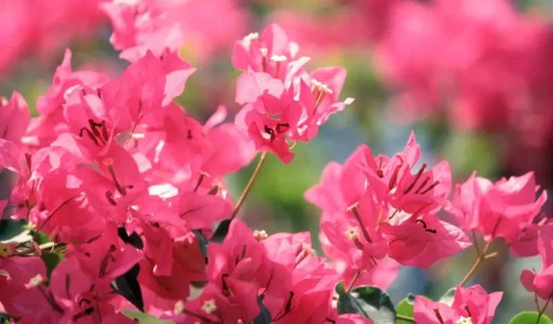 begonil çiçeği kaç günde bir sulanır