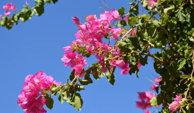 begonvil çiçeği nasıl çoğaltılır