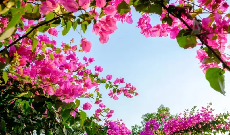 begonvil çiçeği nedir