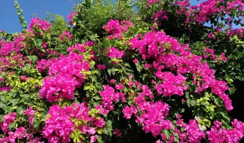 begonvil çiçeği özellikleri