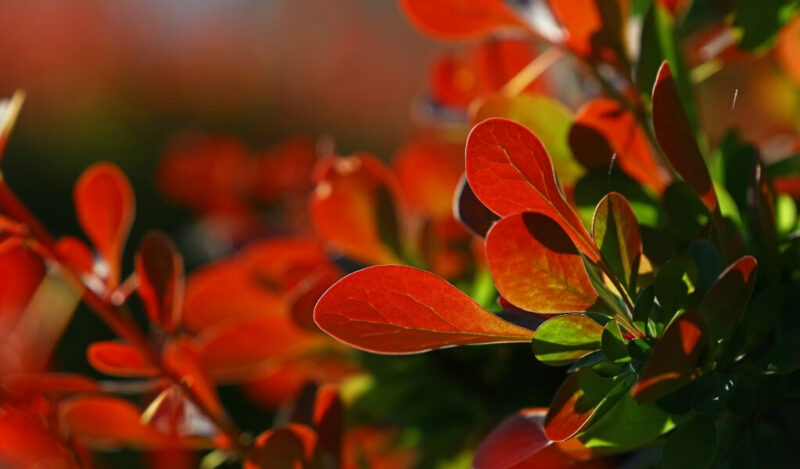 berberis