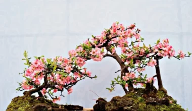 bonsai çiçeği bakımı