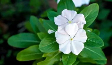 cam güzeli çiçeği bakımı