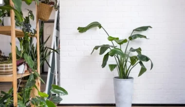 cennet kuşu çiçeği bakımı