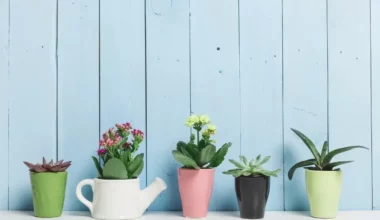 çiçek açan sukulent türleri