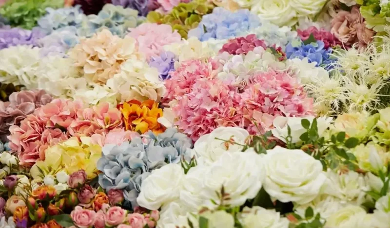 çiçek türleri ve isimleri