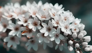 çuha çiçeği bakımı