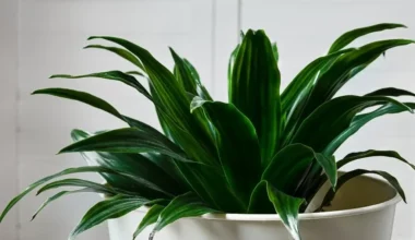 difenbahya çiçeği bakımı